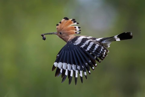 Hoopoe (Upupa epops) Bird of the Year 2022, male with food for his female, bridal gift, mating,