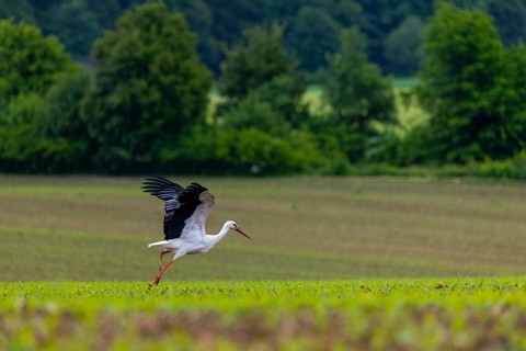 White stork (Ciconia ciconia), farmland, Göggingen, Sigmaringen district, Baden-Württemberg,