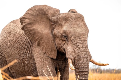 African elephant (Loxodonta africana), adult, animal portrait, Kruger National Park, South Africa,