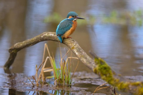Kingfisher (Alcedo atthis), male sitting on a moss-covered branch in the water, Lechauen, Bavaria