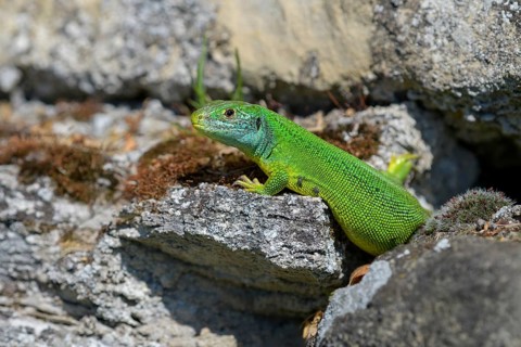 Western green lizard (Lacerta bilineata), resting on a stone of a dry stone wall, Neckar valley,