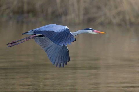 Grey heron (Ardea cinerea), adult heron in flight in front of reeds, Neckar valley,