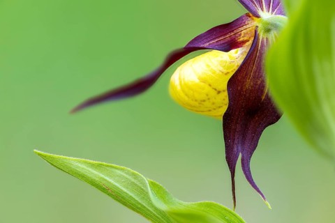 Red-brown lady's slipper (Cypripedium calceolus), orchid family, (Orchidaceae), mixed forest,