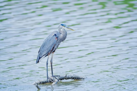 Great blue heron (Ardea herodias) looking for food, Sanibel Island, J.N. Ding Darling National