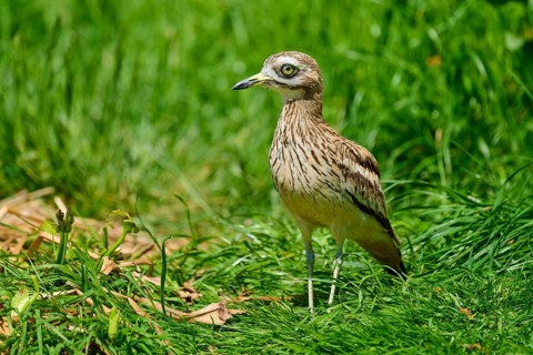 Stone curlew (Burhinus oedicnemus), in a meadow, France, Europe