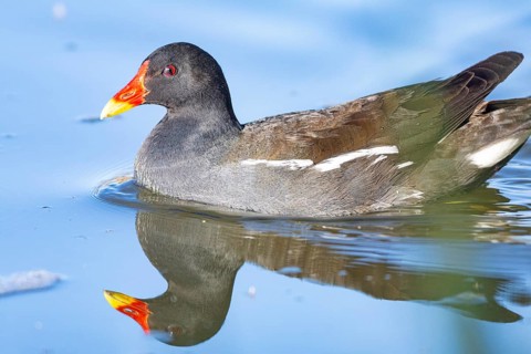 Moorhen (Gallinula chloropus) ml Germany