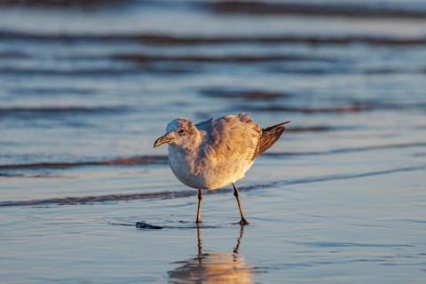 Seagull scouring the waterline searching for food along the Mississippi Gulf Coast in evening light