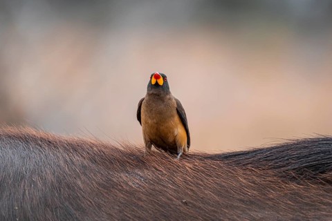 Yellow-billed oxpecker (Buphagus africanus) on the back of a blue wildebeest, Kruger National Park,