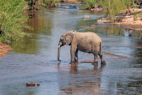 African elephant (Loxodonta africana), single elephant drinking at the river, Kruger National Park,