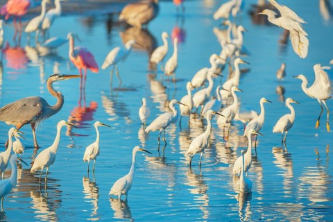 Group of Snowy Egret (Egretta thula), Roseate Spoonbills (Platalea ajaja) and Great blue heron