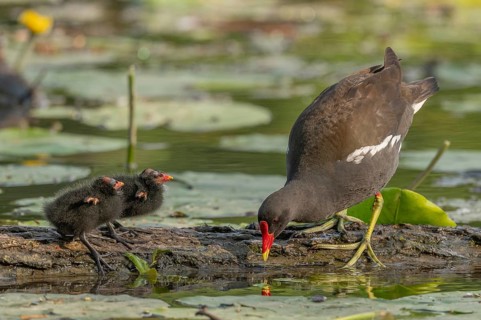 A common moorhen (Gallinula chloropus) provides food for its two-week-old young owl. Bas rhin,