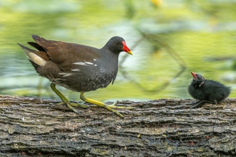 A common moorhen (Gallinula chloropus) provides food for its two-week-old young owl. Bas rhin,