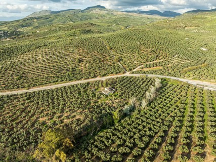 Fields of olive trees, trees planted in rows, aerial view, near village Cabra, Andalusia, Spain,