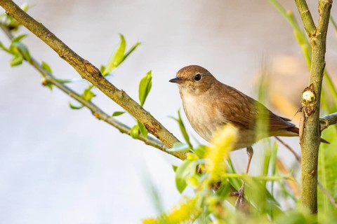 Nightingale (Luscinia megarhynchos) Germany