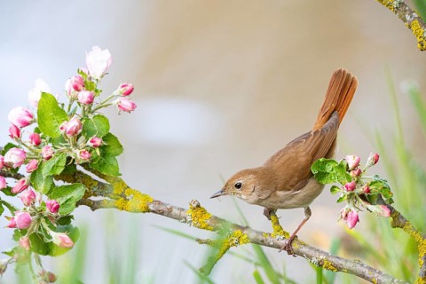 Nightingale (Luscinia megarhynchos) Germany
