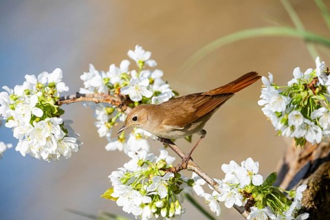 Nightingale (Luscinia megarhynchos) Germany