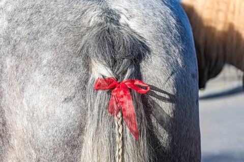 Artfully braided ponytail of a grey horse. The red ribbon is a subtle warning. The horse tends to