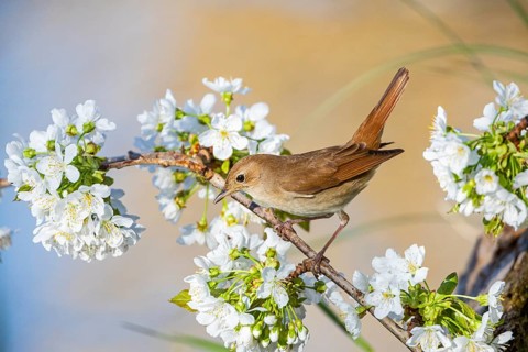 Nightingale (Luscinia megarhynchos) Germany