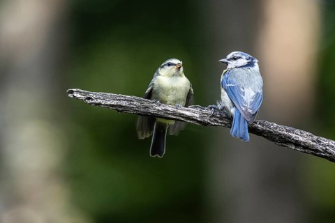 Blue tits (Parus caerulea), feeding young animals, Emsland, Lower Saxony, Germany, Europe