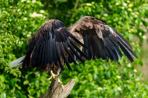 An eagle stands with its wings spread, its back to the camera, White-tailed Eagle (Haliaeetus