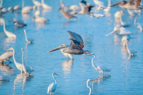 Brown pelican (Pelecanus occidentalis) in flight, Sanibel Island, J.N. Ding Darling National
