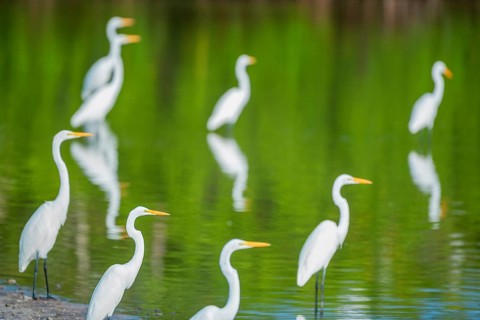 Great white egrets (Ardea alba) looking for food in a pond, Sanibel Island, J.N. Ding Darling