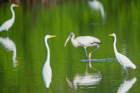 Great white egrets (Ardea alba) and Wood Stork (Mycteria Americana) fishing, Sanibel Island, J.N.