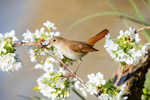 Nightingale (Luscinia megarhynchos) Germany