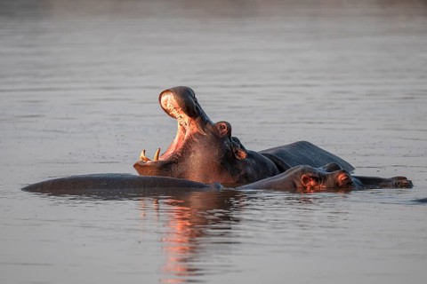 Hippopotamus (Hippopatamus amphibius), yawning with wide open mouth, in water in morning light,