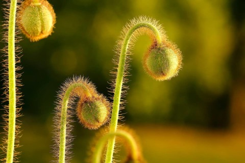 Iceland poppy (Papaver nudicaule), buds, in the evening light, North Rhine-Westphalia, Germany,