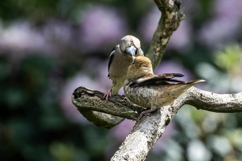 Hawfinch (Coccothraustes coccothraustes), feeding juveniles, Emsland, Lower Saxony, Germany, Europe