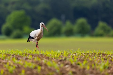White stork (Ciconia ciconia), farmland, Göggingen, Sigmaringen district, Baden-Württemberg,