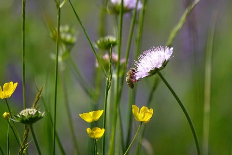 Meadow in spring with bee, May, Germany, Europe
