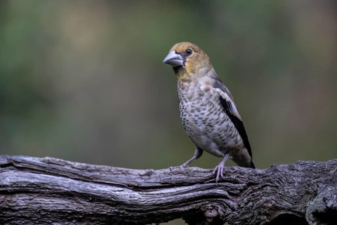 Hawfinch (Coccothraustes coccothrauste, juvenile, Emsland, Lower Saxony, Germany, Europe