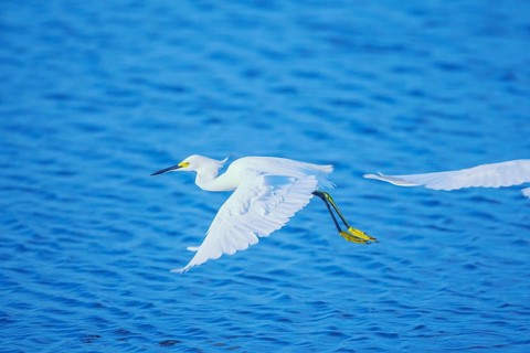 Snowy Egret (Egretta thula) in flight, Sanibel Island, J.N. Ding Darling National Wildlife Refuge,
