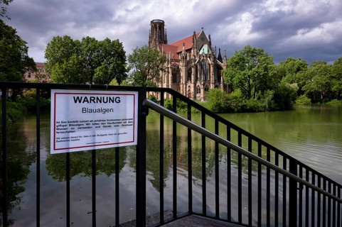 Sign, warning of blue-green algae, water is green, Johanneskirche, Feuersee, Stuttgart-West,