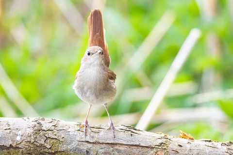 Nightingale (Luscinia megarhynchos) Germany