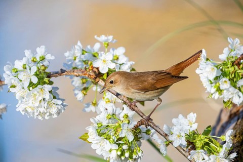 Nightingale (Luscinia megarhynchos) Germany