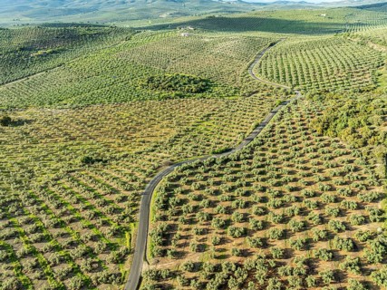 Fields of olive trees, trees planted in rows, aerial view, near village Cabra, Andalusia, Spain,