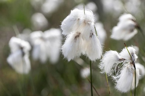 Common cottongrass (Eriophorum angustifolium), Emsland, Lower Saxony, Germany, Europe