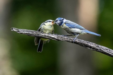 Blue tits (Parus caerulea), feeding young animals, Emsland, Lower Saxony, Germany, Europe