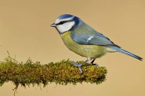 Blue tit (Parus caeruleus), sitting on moss-covered dead wood, Wilnsdorf, North Rhine-Westphalia,