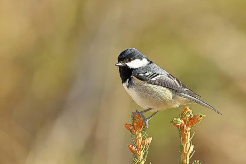 Fir tit (Parus ater), sitting on the top of a young spruce, European spruce (Picea abies),