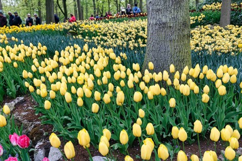 Yellow tulips (tulipa), Keukenhof gardens, Lisse, Bollenstreek, South Holland, Netherlands