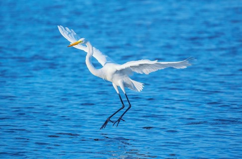 Great white egret (Ardea alba) in flight, Sanibel Island, J.N. Ding Darling National Wildlife