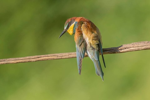 European bee-eater (Merops apiaster) on a branch during the breeding season in spring. Jechtingen,