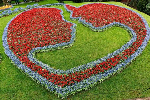 Couple, embrace, kiss, bed with tulips (Tulipa) and grape hyacinths (Muscari), view from above,