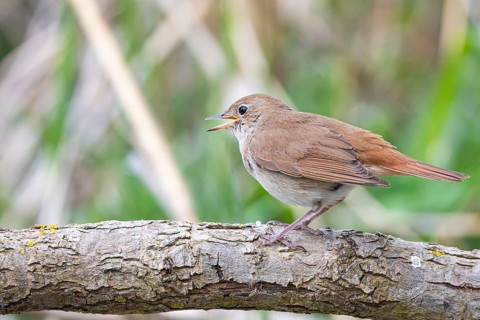 Nightingale (Luscinia megarhynchos) Germany