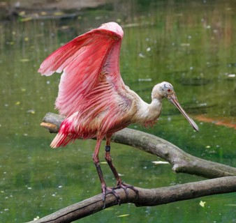 Roseate spoonbill (Platalea ajaja), adult, captive, occurrence coastal regions and floodplains,