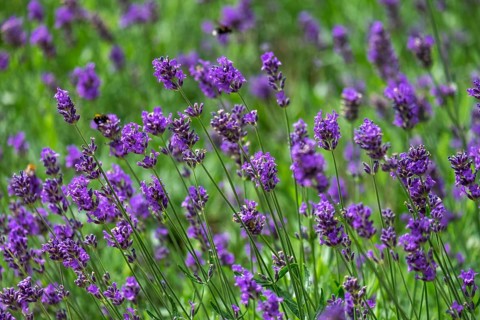 Bed with lavender, North Rhine-Westphalia, Germany, Europe